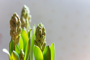Young hyacinth buds among green leaves on a neutral, light background. Spring, fresh flower in pot.  Bulb plant. 