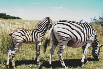 Fototapeta premium zebra in the wild