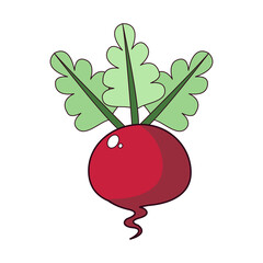 Isolated radish icon. Vegetable icon - Vector illustration