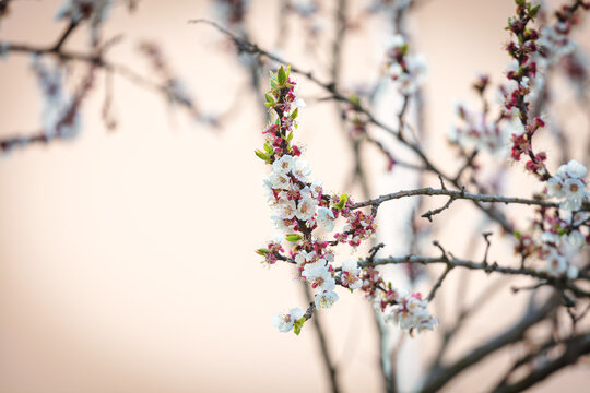 Flowering branches of an apricot tree, photographed in early spring; the flowers begin to open for a new season.