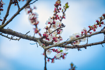 Flowering branches of an apricot tree, photographed in early spring; the flowers begin to open for a new season.