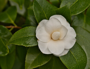 white japonica camelia bush flower