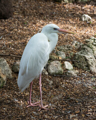 White Heron Stock Photos. Close-up profile side view standing on moss rocks  background in its environment and habitat.