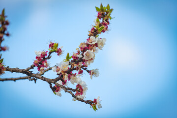 Flowering branches of an apricot tree, photographed in early spring; the flowers begin to open for a new season.