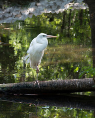 Great White Egret Stock Photo. Close-up profile view standing on log displaying beautiful white fluffy feathers plumage by the water with a background in its environment and habitat.