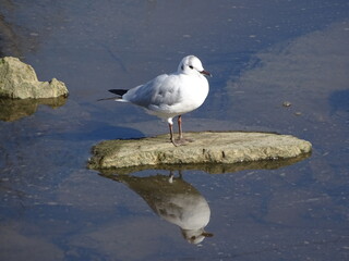 Gaviota