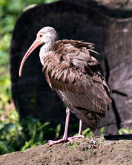 White Ibis Stock Photos.  Image. Portrait. Picture. Juvenile bird. Close-up side view. Fluffy wings. Brown colour feathers.