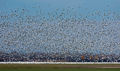 Snow Geese migration