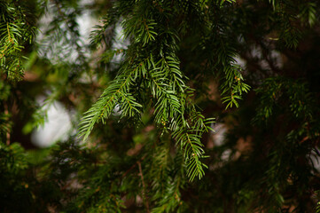 pine tree branches