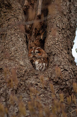 owl in the tree
