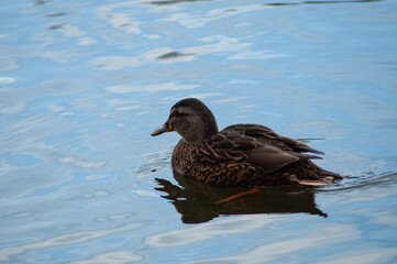 duck on the water