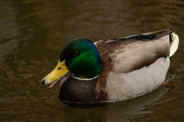 Obraz premium mallard duck on the water
