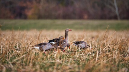 Aufnahme von Wildgänsen welche sich auf einem Feld niedergelassen haben