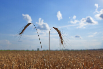 Obraz premium Ears of rye against the blue sky on a hot summer evening. Ripe crops. Farm plants.