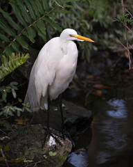 Great White Egret stock photos. Close-up profile view standing on a moss rock by the water with foliage background  in its environment and habitat.
