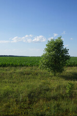Fototapeta na wymiar One tree on a sunny summer day near a farm field. Scenery. A tree in a field under a blue sky.
