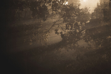 The rays of the sun through the fog. Forest after rain.