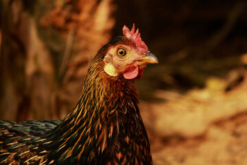 Chicken front of camera, closeup