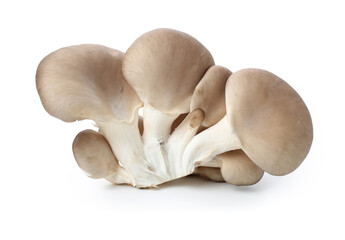 oyster mushroom on white background