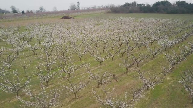 Aerial, flyng over an apricot orchard in full bloom, spring season