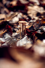 Setas de bosque de roble