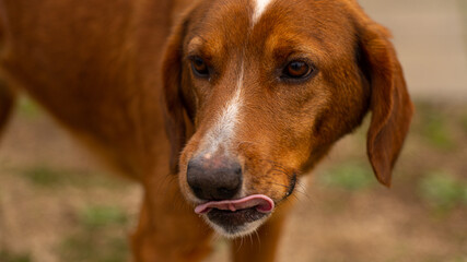 Brown dog close-up portrait shot