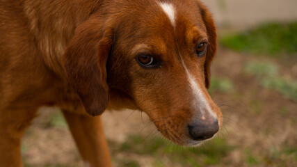 Brown dog close-up portrait shot