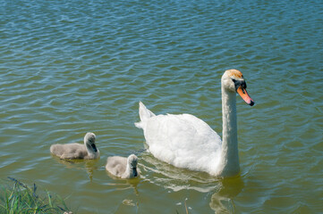 pair of swans with little swans
