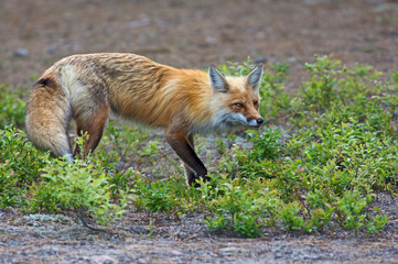 Red Fox hunting