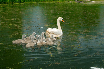 pair of swans with little swans