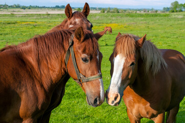 Fototapeta premium wild horse on a large meadow with beautiful scenery of blue sky and quiet at sunrise