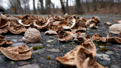 Pile of Walnut Nutshells Left Over by Squirrels after Eating Their Winter Season Supplies Macro Rack Focus Closeup
