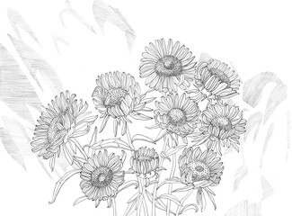 Chamomile flowers drawn in pencil. A bouquet of daisies. Graphics. Design for art printing, postcards, covers, posters.