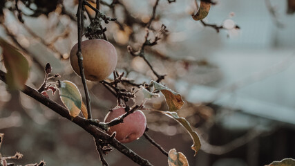 frozen apples on a tree