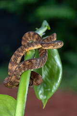 The keeled slug-eating snake in their environment