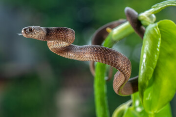 The keeled slug-eating snake in their environment