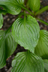 Mountain hosta