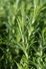 Rosemary leaves