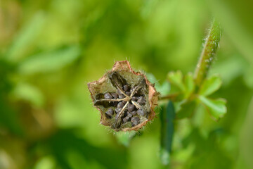 Flower-of-an-hour