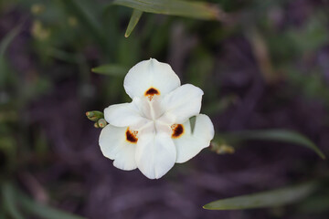 Dietes Iridioides Wild Iris Flower