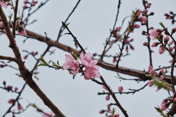 Prunus persica pink flowers