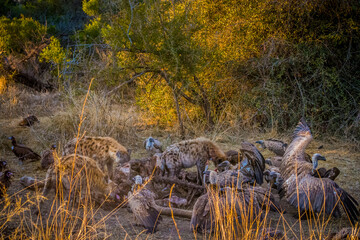 Close up of a spotted hyena feeding on the carcass of a dead giraffe encircled by numerous vultures