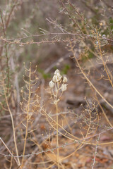Framed dried flower bud in arid conditions
