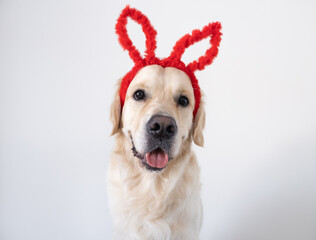 Happy Easter concept. Dog in a rabbit costume sits on a white background. easter golden retriever. Preparation for holiday. Spring greeting card