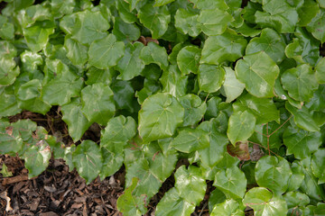 Bright Green Winter Evergreen Foliage of a Barrenwort Plant (Epimedium perralderianum) Growing in a Woodland Garden in Rural Devon, England, UK