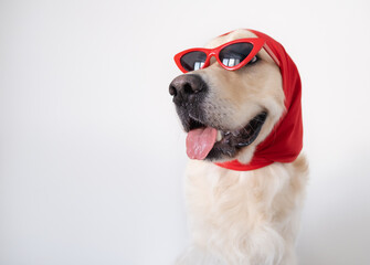 Fashionable dog with funny glasses and a scarf sits on a white background. Golden Retriever in...