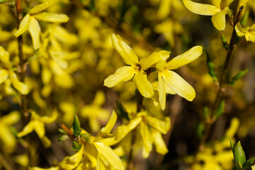 I fiori gialli di un albero di forsizia sul finire dell'inverno.