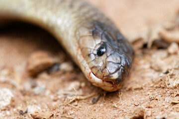 dead snouted cobra or banded Egyptian cobra, selective focus on snout closeup