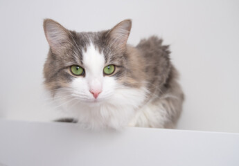 A beautiful gray cat sits on a white table. Waiting for Spring. Cats in the interior. World cat day, pet day.