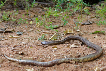 adult long dead cobra snake